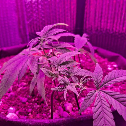 Bubba Kush growlog timeline photo