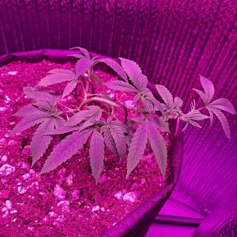 Bubba Kush growlog timeline photo