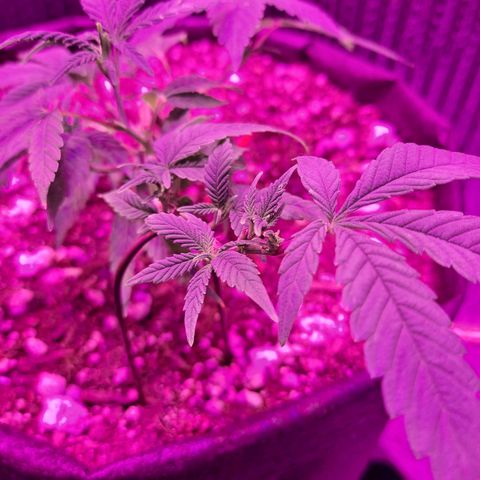 Bubba Kush growlog timeline photo