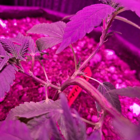 Bubba Kush growlog timeline photo