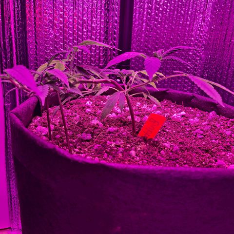 Bubba Kush growlog timeline photo