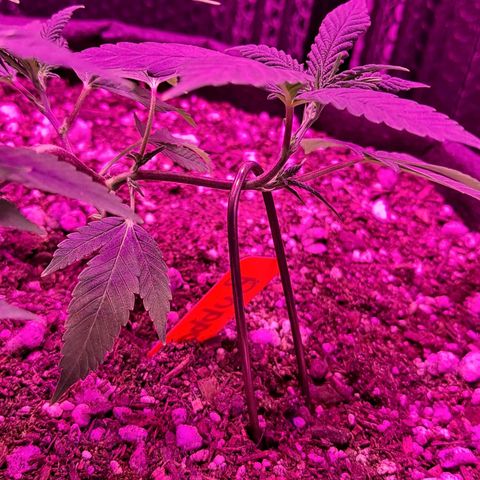 Bubba Kush growlog timeline photo