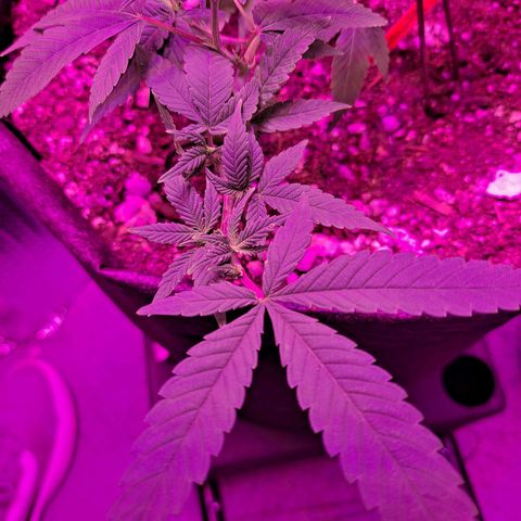 Bubba Kush growlog timeline photo