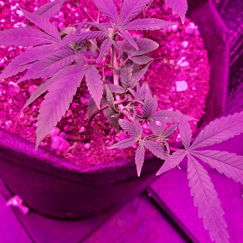 Bubba Kush growlog timeline photo