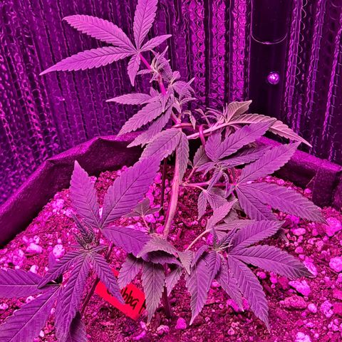 Bubba Kush growlog timeline photo