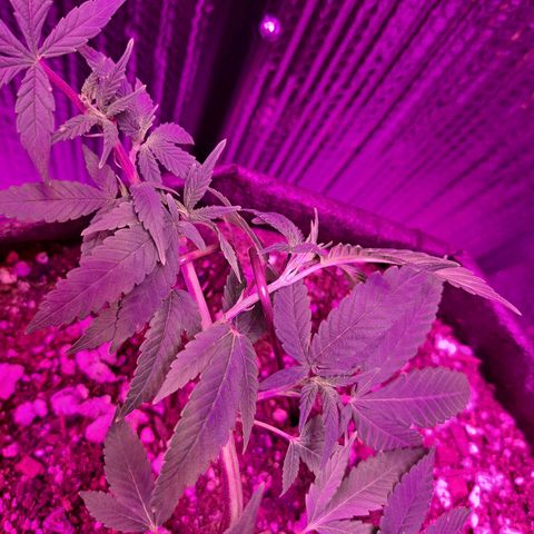 Bubba Kush growlog timeline photo