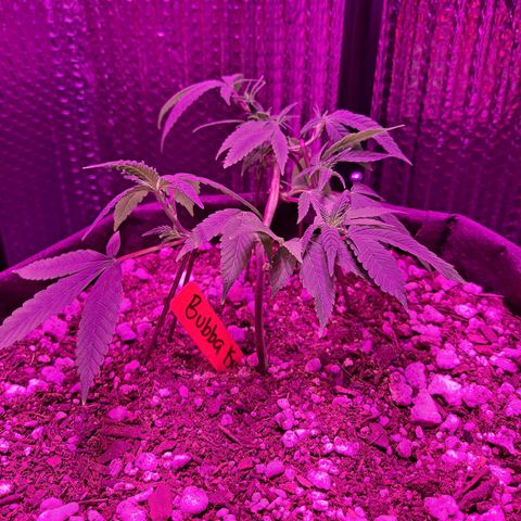 Bubba Kush growlog timeline photo