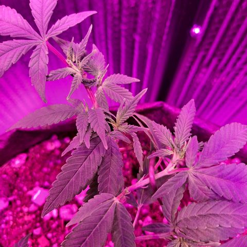 Bubba Kush growlog timeline photo