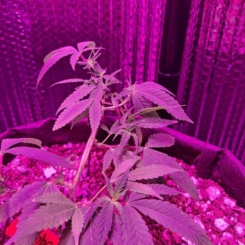 Bubba Kush growlog timeline photo