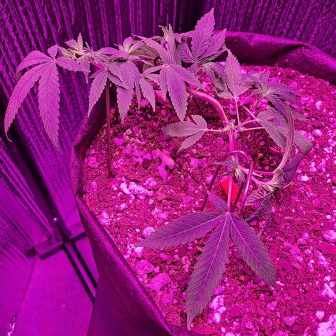 Bubba Kush growlog timeline photo