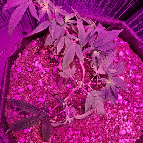 Bubba Kush growlog timeline photo