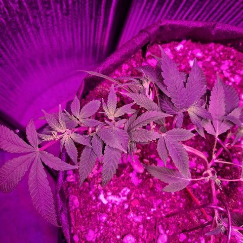 Bubba Kush growlog timeline photo
