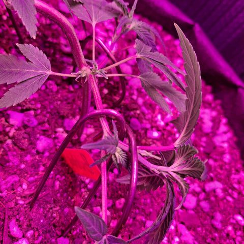 Bubba Kush growlog timeline photo