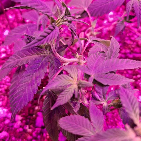 Bubba Kush growlog timeline photo