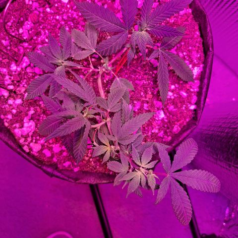 Bubba Kush growlog timeline photo