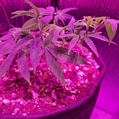 Bubba Kush growlog timeline photo