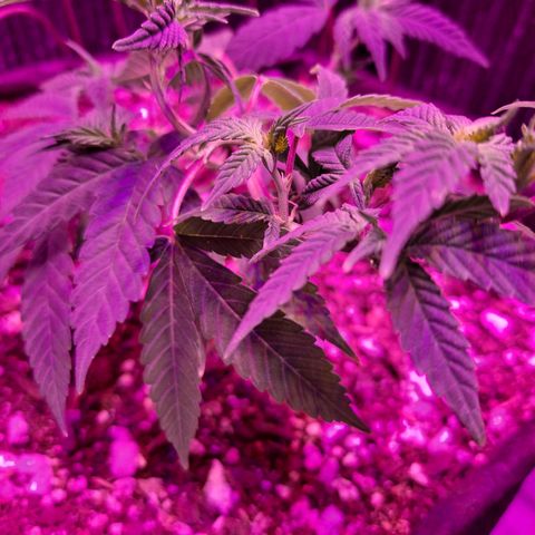 Bubba Kush growlog timeline photo