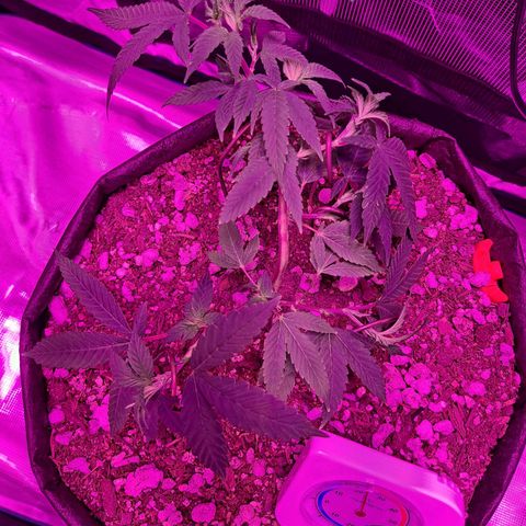 Bubba Kush growlog timeline photo
