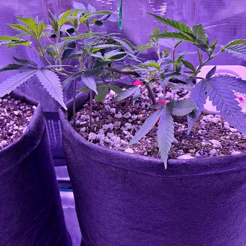 Bubba Kush growlog timeline photo