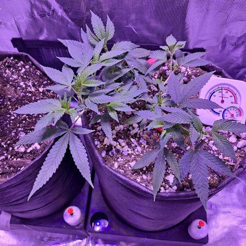 Bubba Kush growlog timeline photo