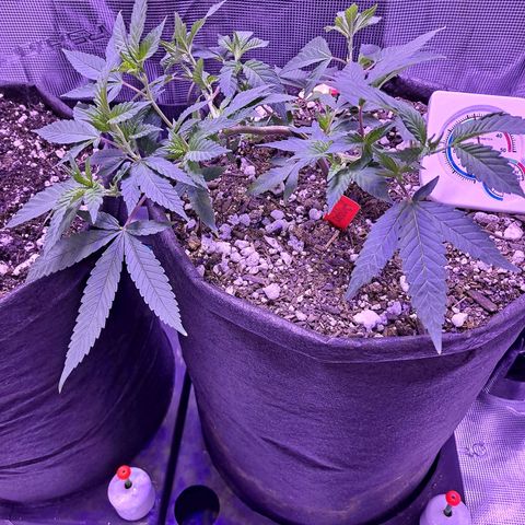 Bubba Kush growlog timeline photo