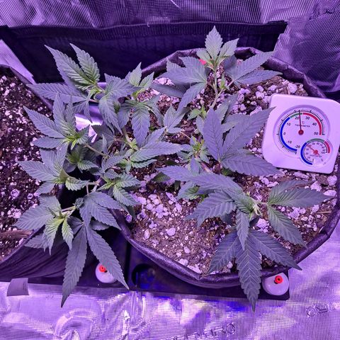 Bubba Kush growlog timeline photo