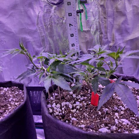 Bubba Kush growlog timeline photo