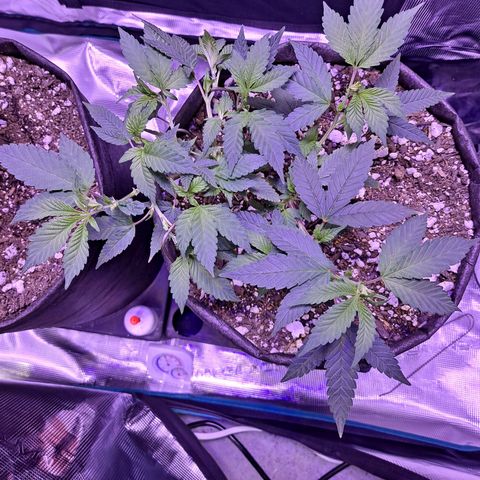 Bubba Kush growlog timeline photo
