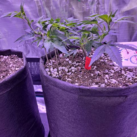Bubba Kush growlog timeline photo