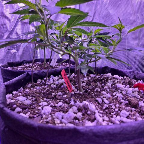 Bubba Kush growlog timeline photo