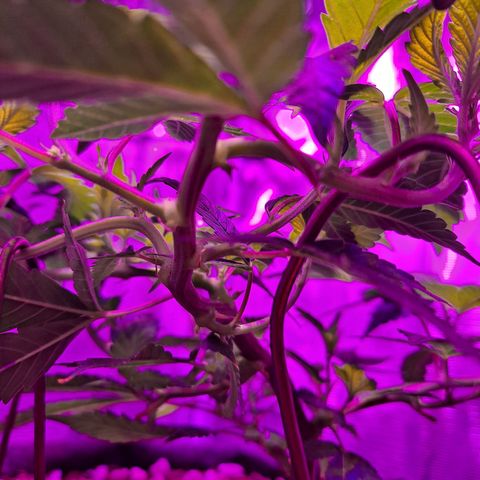 Bubba Kush growlog timeline photo