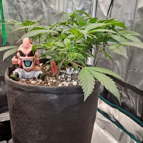 Bubba Kush growlog timeline photo