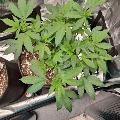 Bubba Kush growlog timeline photo