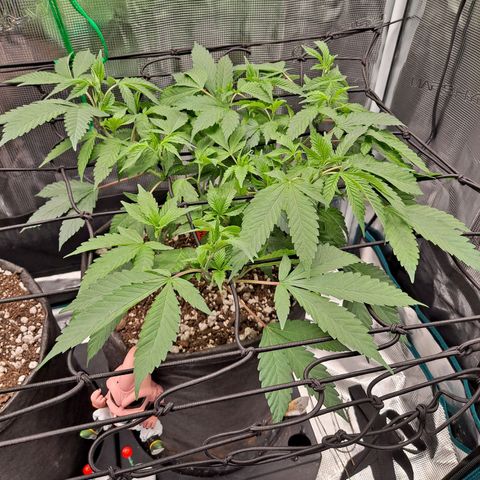 Bubba Kush growlog timeline photo