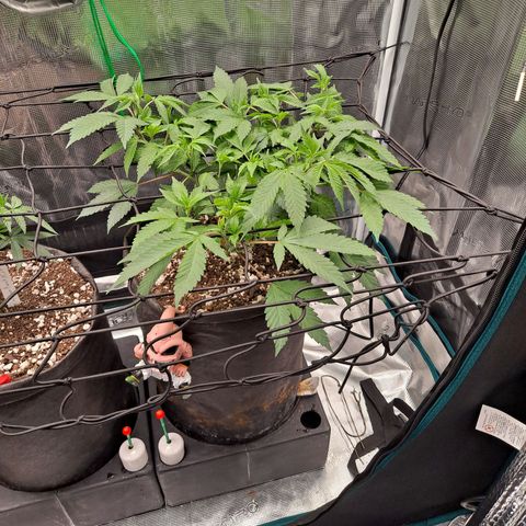 Bubba Kush growlog timeline photo