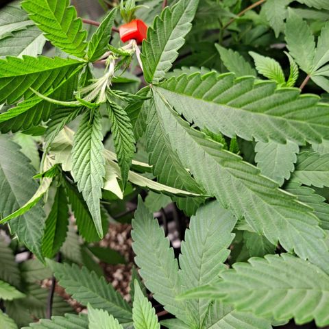 Bubba Kush growlog timeline photo