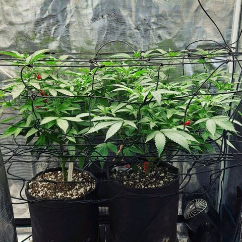 Bubba Kush growlog timeline photo