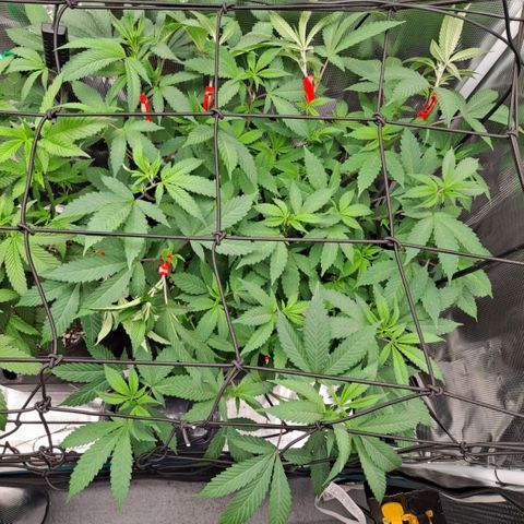 Bubba Kush growlog timeline photo