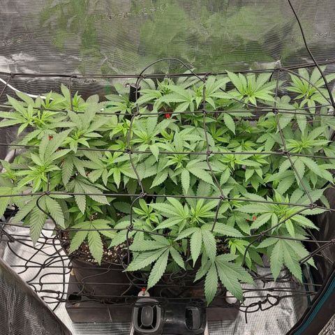 Bubba Kush growlog timeline photo