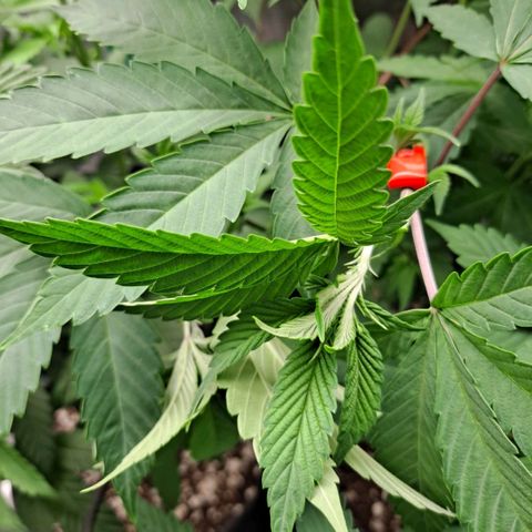 Bubba Kush growlog timeline photo