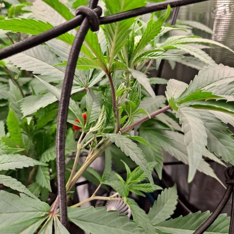 Bubba Kush growlog timeline photo