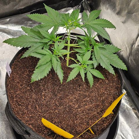 Green Gelato Auto growlog timeline photo