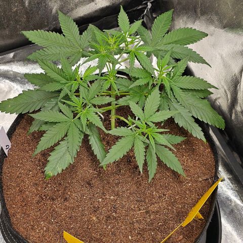 Green Gelato Auto growlog timeline photo