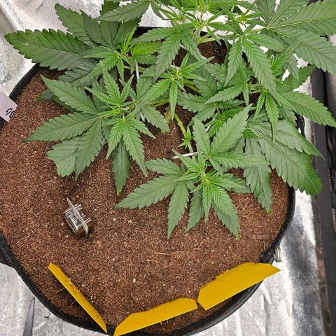 Green Gelato Auto growlog timeline photo