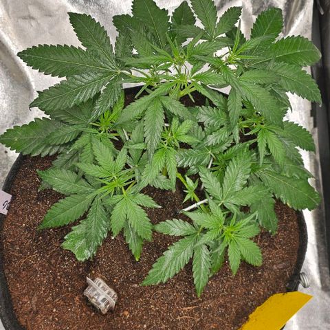 Green Gelato Auto growlog timeline photo