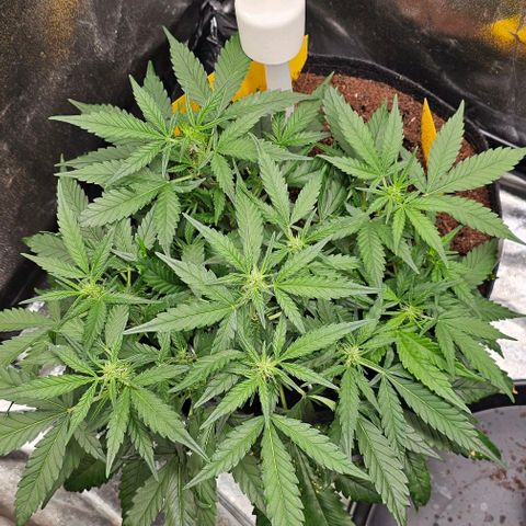 Green Gelato Auto growlog timeline photo