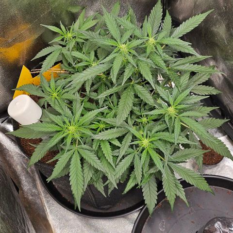 Green Gelato Auto growlog timeline photo