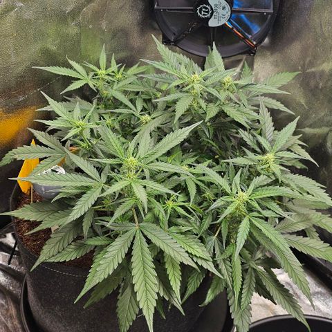 Green Gelato Auto growlog timeline photo