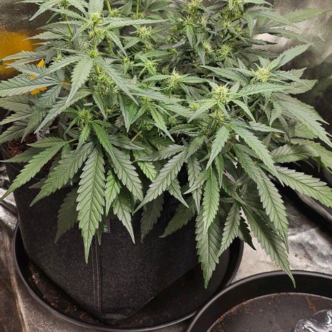Green Gelato Auto growlog timeline photo