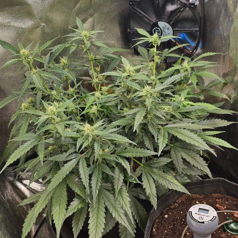 Green Gelato Auto growlog timeline photo